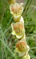 Gladiolus sericeovillosus subsp. sericeovillosus 