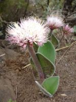 Haemanthus humilis subsp. hirsutus flowers and leaves
