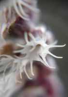 Holothrix scopularia flower