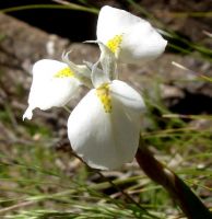 Moraea albicuspa flower