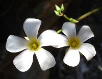 Oxalis rubricallosa flowers