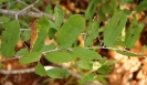 Grewia bicolor var. bicolor