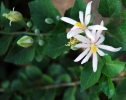 Grewia lasiocarpa flowers