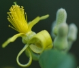 Grewia monticola flower