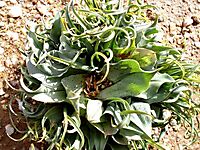 Colchicum circinatum subsp. circinatum