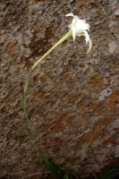 Gladiolus longicollis subsp. platypetalus