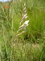 Gladiolus permeabilis subsp. edulis flowers to one side