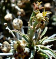 Euphorbia rudis showing cyathia