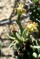 Euphorbia rudis leaves and cyathia at the stem top
