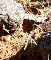 Euphorbia glanduligera, the Namib milkweed