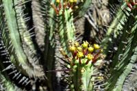 Euphorbia atrispina var. atrispina