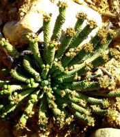 Euphorbia colliculina