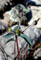 Euphorbia oxystegia