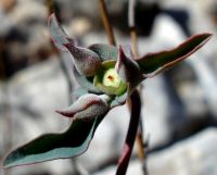 Euphorbia oxystegia cyathia