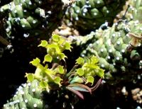 Euphorbia bergii cyathia