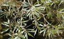 Morella serrata leaves