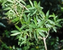 Nuxia gracilis leaves