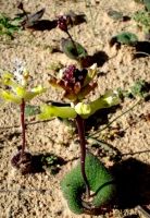 Lachenalia trichophylla flowering