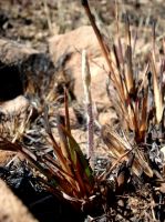 Holothrix randii emerging in burnt veld