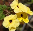Thunbergia alata yellow-flowering