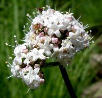 Valeriana capensis var. nana flowers