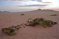 Welwitschia mirabilis subsp. namibiana in the Namib Desert