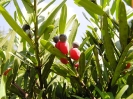 Podocarpus latifolius fruit