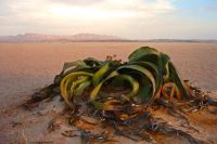 Welwitschia mirabilis subsp. namibiana keeping its own company
