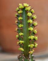 Euphorbia sekukuniensis cyathia and spines