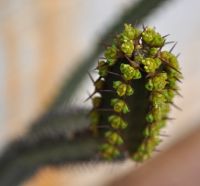 Euphorbia sekukuniensis cyathia at a stem tip