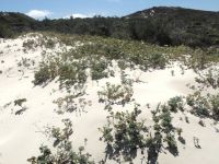 Dasispermum suffruticosum almost covering a dune