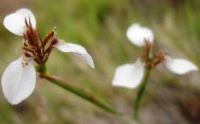 Moraea brevistyla flower