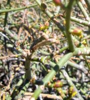 Euphorbia arceuthobioides fruit