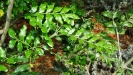 Ptaeroxylon obliquum leaves