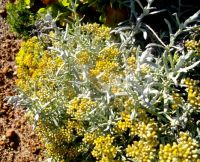 Helichrysum revolutum growing new leaves above the flowerheads