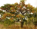 Pterocarpus angolensis tree bearing fruit