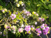 Muraltia spinosa still flowering, already fruiting