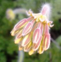 Pelargonium triste flower buds