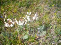 Pelargonium triste in the Tinie Versfeld Wildflower Reserve 