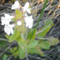 Stachys aethiopica at Grotto Bay