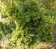 Searsia undulata more shrub than tree