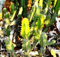 Euphorbia caerulescens four-angled stems