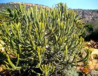 Euphorbia sekukuniensis broad crown