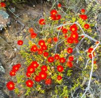Drosanthemum speciosum