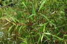 Salix mucronata subsp. woodii leaves