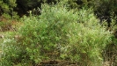 Salix mucronata subsp. woodii in a riverbed