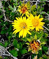 Berkheya coriacea flowerheads