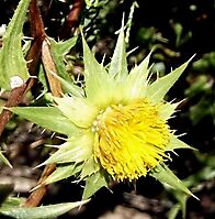 Berkheya onobromoides flowerhead
