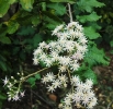 Gymnanthemum coloratum inflorescence
