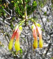 Erica curviflora